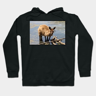 Cooling Off! Western Grey Kangaroo Hoodie